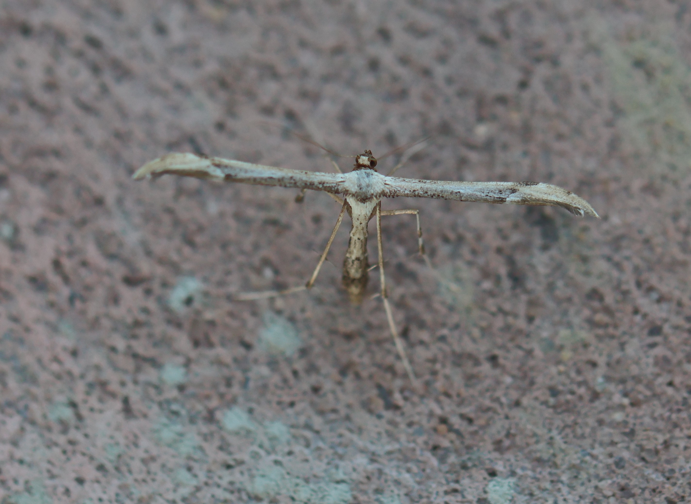 Photo of Dusky Plume (Oidaematophorus lithodactyla)